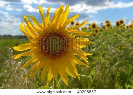 Yellow and flourishing sunflower in the field
