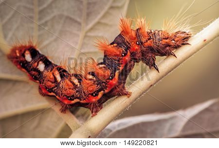 red beautiful caterpillar crawling up the trunk of the plant
