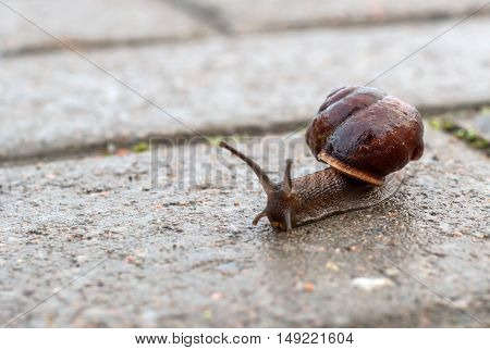 Snail crawling on a cloudy day on a wet road. House snail shines like lacquer.