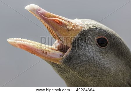 Greylag goose (Anser anser) showing the cutting edge (tomium) of its bill.
