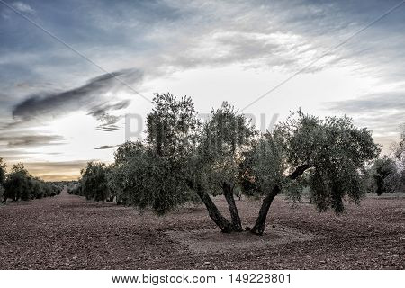 Olive tree from the picual variety near Jaen Spain