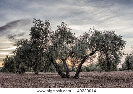 Olive tree from the picual variety near Jaen Spain