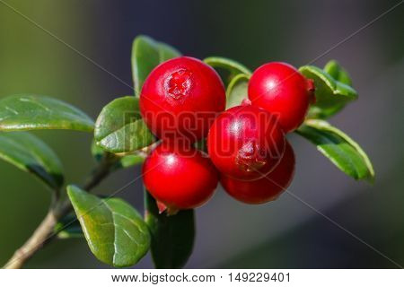 The ripe fresh berries of cowberries (lingonberry partridgeberry or cowberry) in the forest. Macro photo. Nature in summer season.