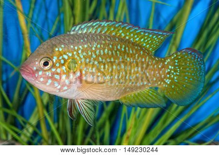 Portrait Of Cichlid Fish (hemichromis Sp.) In Aquarium