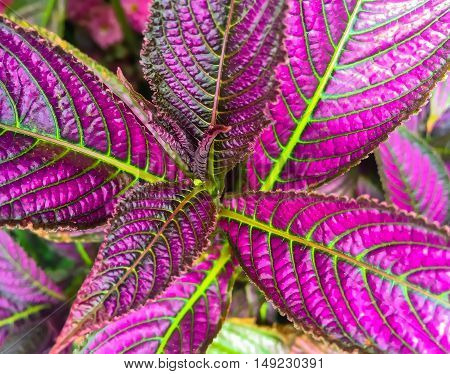 Strobilanthes dyerianus (Persian Shield) is a tropical plant native to Myanmar. It is grown for its dark green foliage with bright metallic-purple stripes