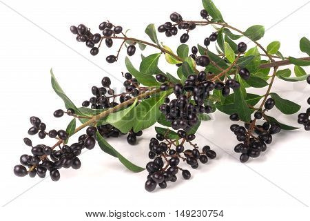 branch of Wild privet orLigustrum vulgare isolated on white background.