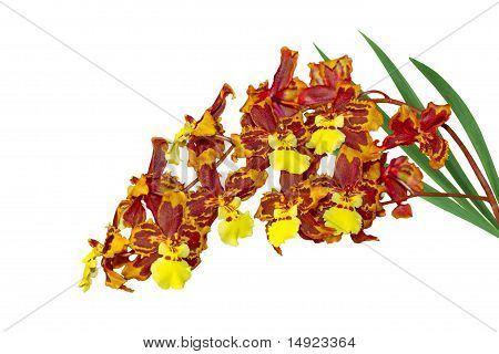Orchidej Oncidium Macmex