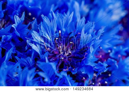 Beautiful spring flowers Blue Centaurea cyanus on background. Blue flowers pattern. Macro photo.