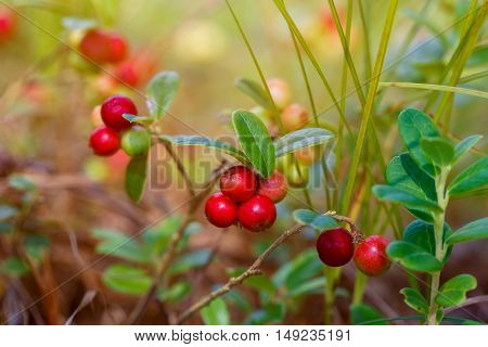 The ripe fresh berries of cowberries (lingonberry partridgeberry or cowberry) in the forest. Macro photo. Nature in summer season.