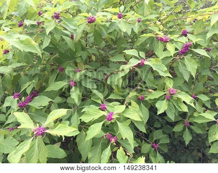 Purple Beautyberry (callicarpa Bodinieri)