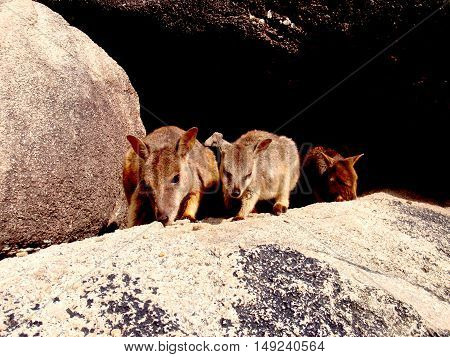 Wallaby community at Magnetic Island, Queensland, Australia