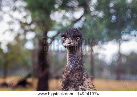 Emus (Dromaius novohollandiae) are flightless birds native to Australia