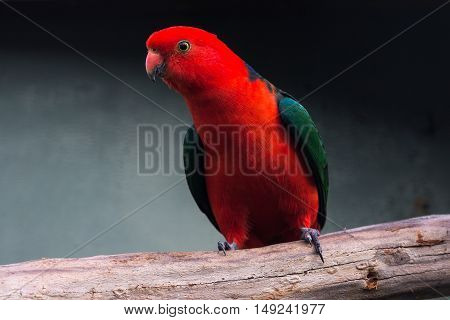 A male Australian King Parrot sitting on a tree branch