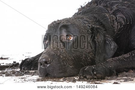 dirty muddy dog laying down with sad expression