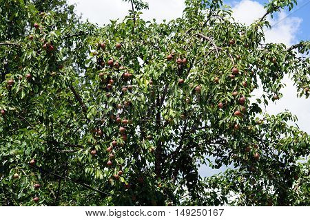 Pears ripen in a pear tree (Pyrus communis) in Harbor Springs, Michigan during August.