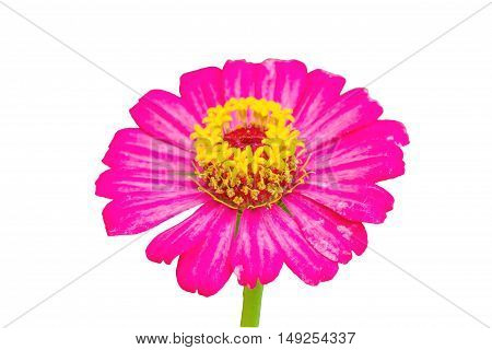 Zinnia flower (Zinnia violacea Cav.) closeup of red Zinnia flower isolated on white background.Saved with clipping path.