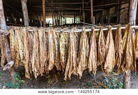 Tobacco leaves drying in the shed on natural light.
