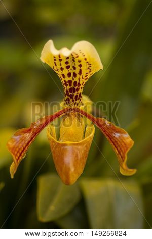 Cypripedium calculus princess slipper orchid on green background