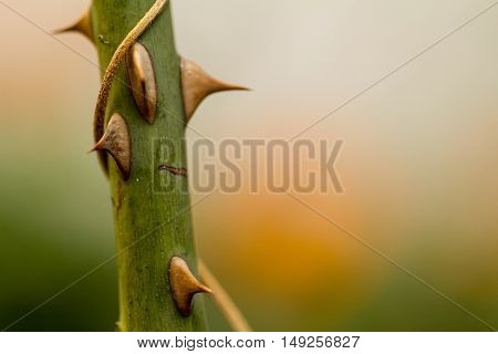 Rose stem with thorns and a blurred background