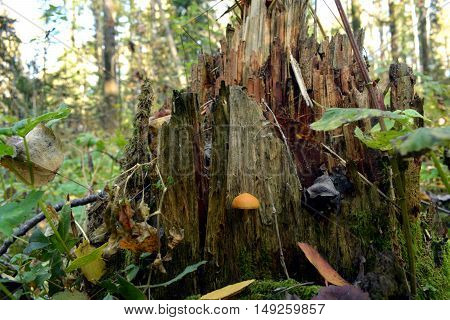 Mushrooms in the forest on a tree stump on a background of green and yellow leaves and grass, lying around on the branches of trees