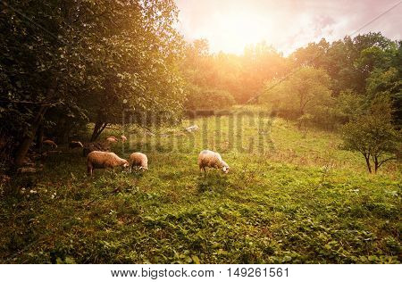 Group of sheep grazing grass on pasture on a meadow.