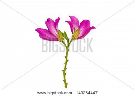 Closed up pink Bauhinia purpurea isolate flower or Butterfly Tree Orchid Tree isolated on white background.Saved with clipping path.