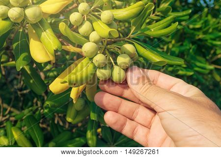 Farmer picking olive like fruit from oleaster shrub common live fencing plant on Adriatic coast region