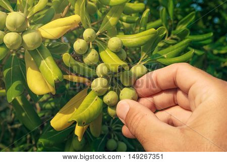 Farmer picking olive like fruit from oleaster shrub common live fencing plant on Adriatic coast region