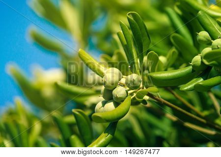 Oleaster shrub with olive like fruit common live fencing plant on Adriatic coast region
