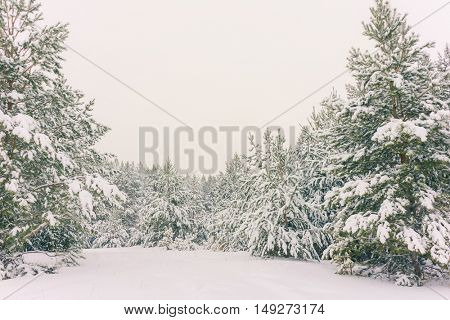 Wintry Landscape Scenery With Flat County And Woods, Snow Landscape Background For Retro Christmas Card, Winter Trees In Wonderland. Winter Scene, Christmas, New Year Background, Winter's Tale