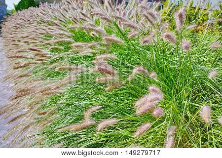 Pennisetum alopecuroides - garden decoration plant Fountain Grass