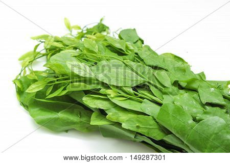 Pak-wan a plant of the family Euphorbiaceae, Melientha suavis Pierre, Vegetable for cooking on white background