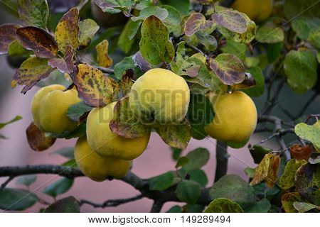 Fresh ripe organic quince on branch with autumn leaves before picking