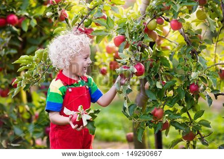 Child picking apples on farm in autumn. Blond curly little boy playing in apple tree orchard. Kids pick fruit in a basket. Toddler eating fruits at fall harvest. Outdoor fun and healthy nutrition.