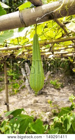 Luffa acutangula in the garden with light, dishcloth gourd, Luffa cylindrica