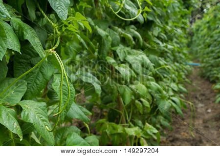 fresh green yardlong bean tree and fruit in the garden