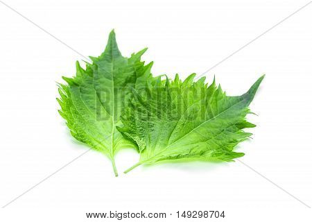 Green Shiso Leaf