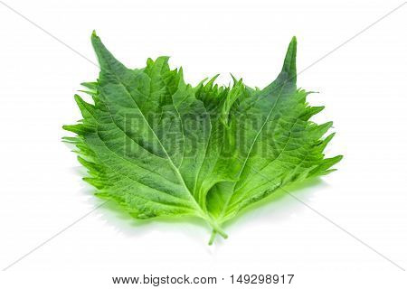 Green Shiso Leaf