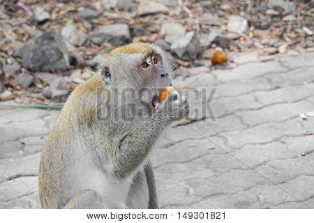 monkey hold bread nature in Thailand Closeup