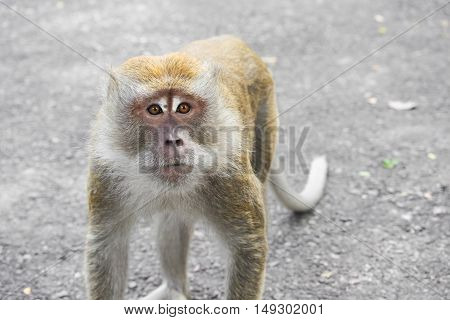 monkey nature beautiful in garden Thailand . Closeup
