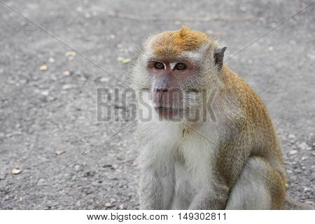 monkey nature beautiful in garden Thailand . Closeup