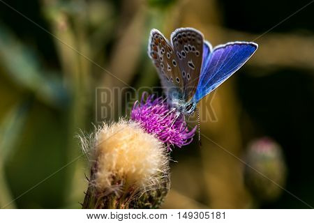 Lycaenidae butterfly on the meadow. Macro photography of wildlife.