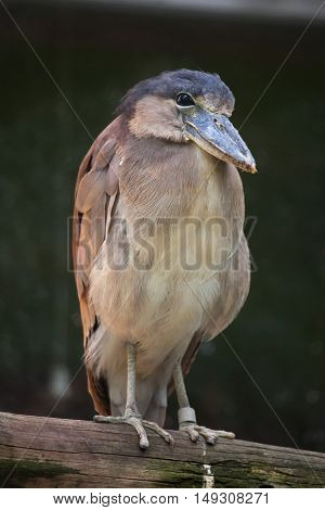 Boat-billed heron (Cochlearius cochlearius). Wildlife animal. 