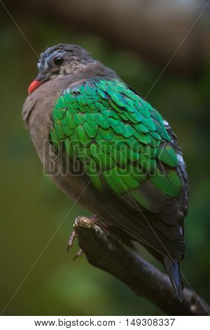 Common emerald dove (Chalcophaps indica). Wildlife animal. 