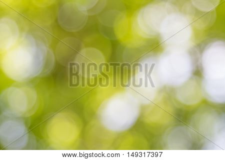 Blurred nature background.Backdrop with color and bright sun light. Summer holidays concept.bokeh background or Christmas background.Green Energy.