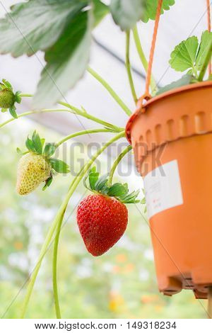 strawberry tree in pot the purpose of this picture is to show growing the strawberry can do at home