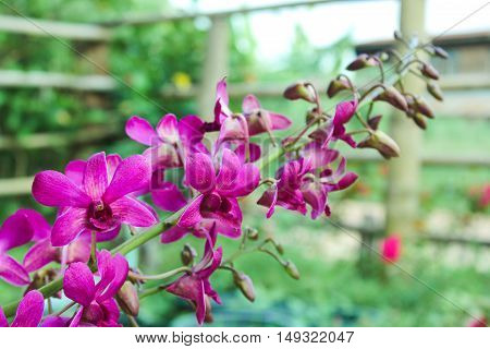 Dendrobium sonia, purple orchid in a garden