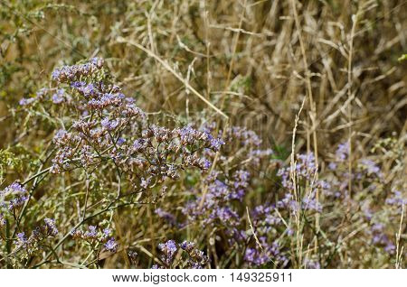 Goniolimon - dry perennial herbal plants growing in steppes selective focus