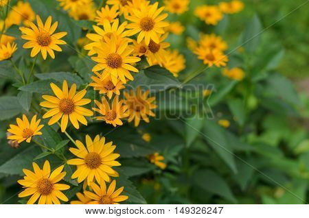 Green and yellow flowerbed of Heliopsis helianthoides yellow flowers