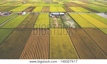 Aerial photo from flying drone of farm buildings in countryside near green fields with sown land with grain. Asian rural near land with grown organic rice plants for healthy eating